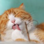 Котик
