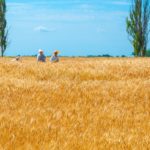 украинская земля