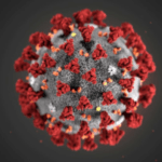 the 2019 Novel Coronavirus (2019-nCoV)
