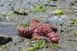 Водоросли и "Красный прилив" стали причиной гибели животных на Камчатке