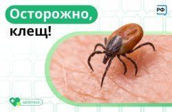 Клещи